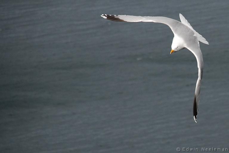 ENE-20070524-0054.jpg - [nl] Zilvermeeuw ( Larus argentatus ) | Isle of Skye, Schotland[en] Herring Gull ( Larus argentatus ) | Isle of Skye, Scotland